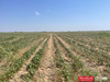 177.1 Acres Productive Farm Land Hockley Co., TX, Levelland, TX, 79336