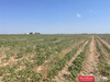 177.1 Acres Productive Farm Land Hockley Co., TX, Levelland, TX, 79336
