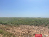 177.1 Acres Productive Farm Land Hockley Co., TX, Levelland, TX, 79336
