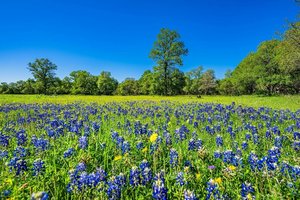 900 Bulverde Rd, Bulverde, TX, 78163