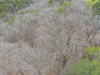 Jordan Dr, Eureka Springs, AR, 72632