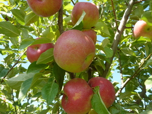 157 Hergenrider Rd, Bridger, MT, 59014