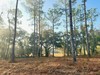 Old Settlement Road, TALLAHASSEE, FL, 32308