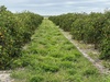 State Road 60, Okeechobee, FL, 34972