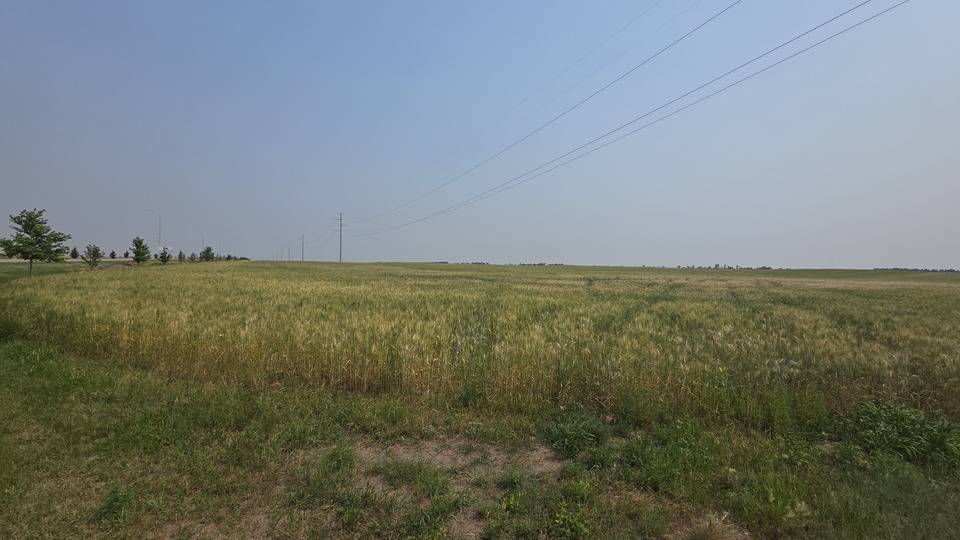 Williston