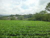 La Ceiba, Alajuela