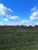 17105 Country Dr, Manchester, MI, 48158
