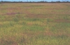 1 FM 2475, Wills Point, TX, 75169